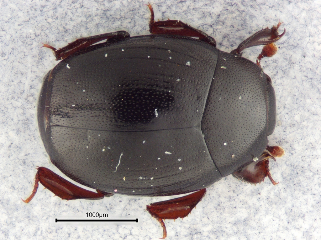 Dendrophilus punctatus