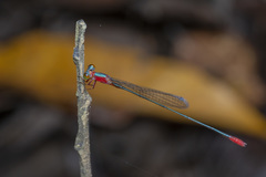 Teinobasis ruficollis