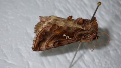 Autographa pulchrina