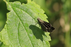 Torbenlarsenia gemella