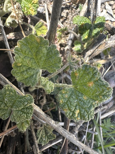 starry-tentacled bushmallow (Malacothamnus astrotentaculatus)