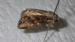 Lacanobia contigua