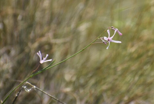 Ceropegia rubella