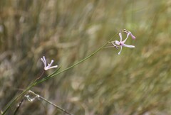 Ceropegia rubella