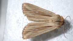 Leucania comma