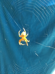Araneus pallidus