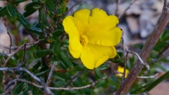 Hibbertia hypericoides