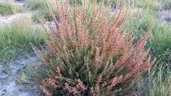 Adenanthos