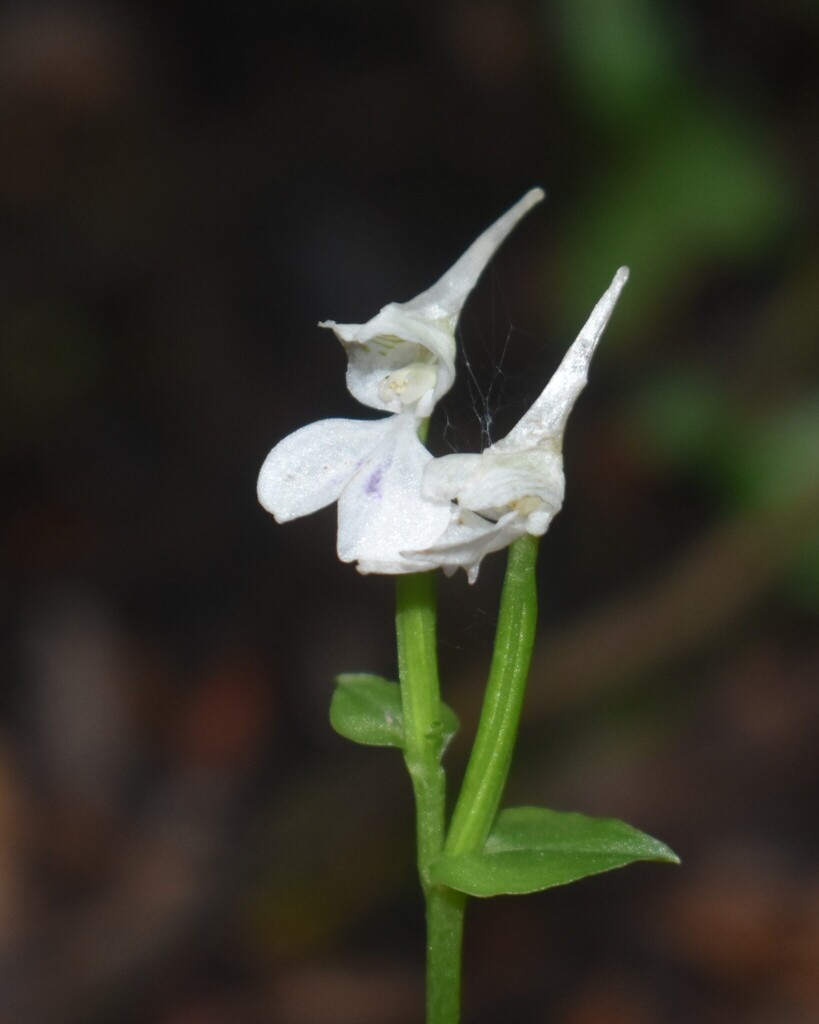 Disperis anthoceros