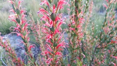 Adenanthos
