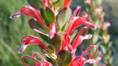 Adenanthos