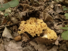 Ramaria flava