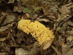 Ramaria flava