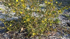 Hibbertia subvaginata