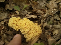 Ramaria flava