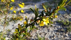 Hibbertia subvaginata