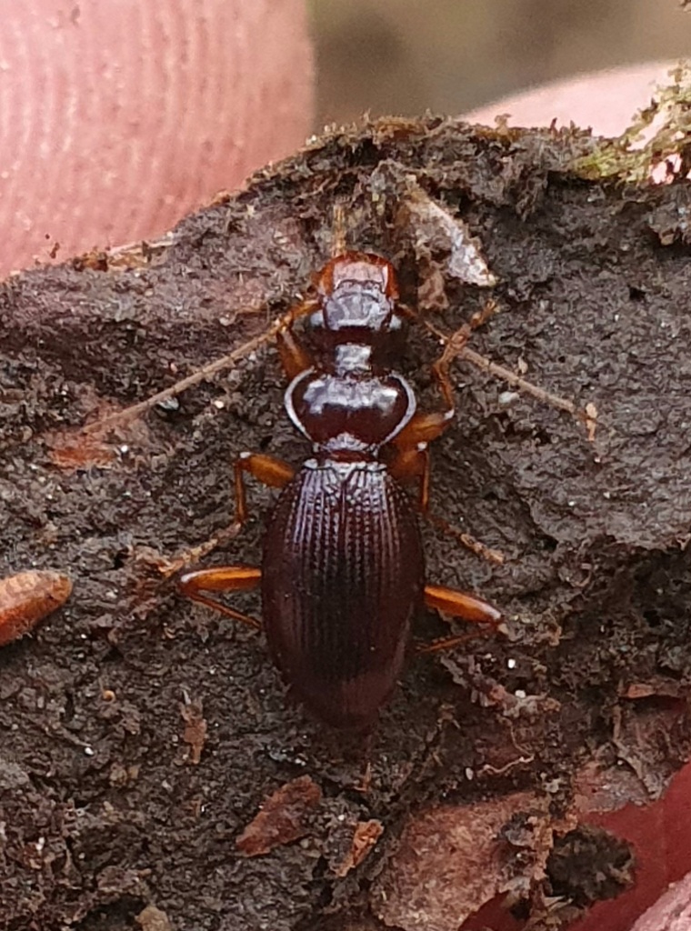 Leistus oopterus