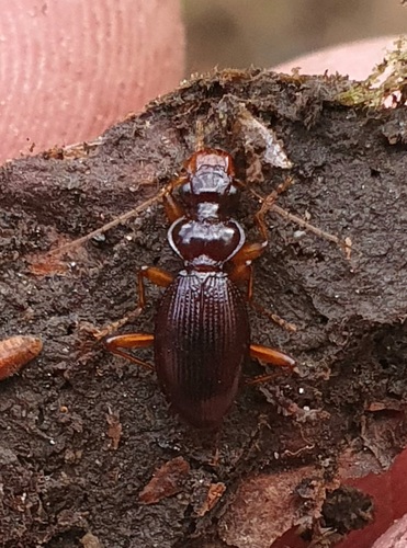 Leistus oopterus