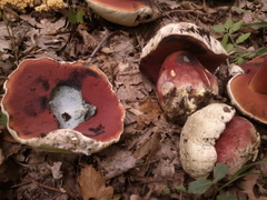Rubroboletus