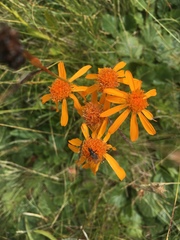 Jacobaea abrotanifolia