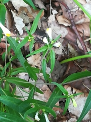 Melampyrum pratense commutatum