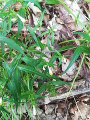 Melampyrum pratense commutatum