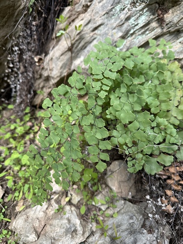 Shasta Maidenhair Fern (Adiantum shastense)