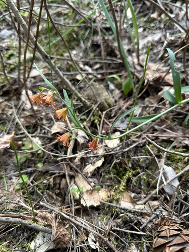Fritillaria eastwoodiae, photograph 3