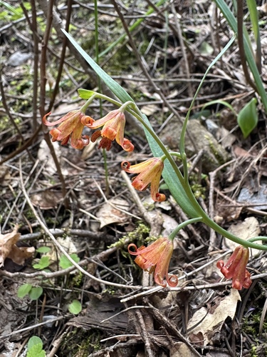 Butte County fritillary (Fritillaria eastwoodiae)
