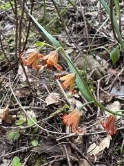 Fritillaria eastwoodiae