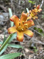 Fritillaria eastwoodiae, photograph (c) Matt Berger, some rights reserved (CC BY)