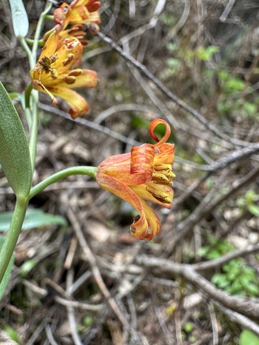 Fritillaria eastwoodiae, photograph 4