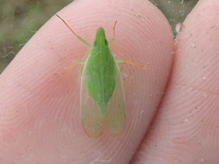Rhynchomitra