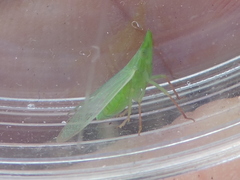 Rhynchomitra