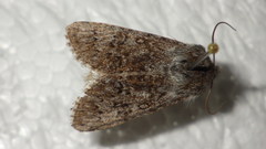 Acronicta euphorbiae