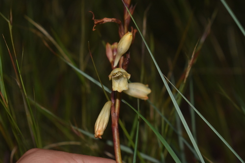 Image of Watsonia watsonioides by (c) Justin Ponder, some rights reserved (CC BY)
