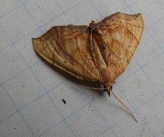 Eulithis gracilineata