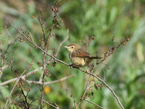 Wailing Cisticola (Cisticola lais), photo 3
