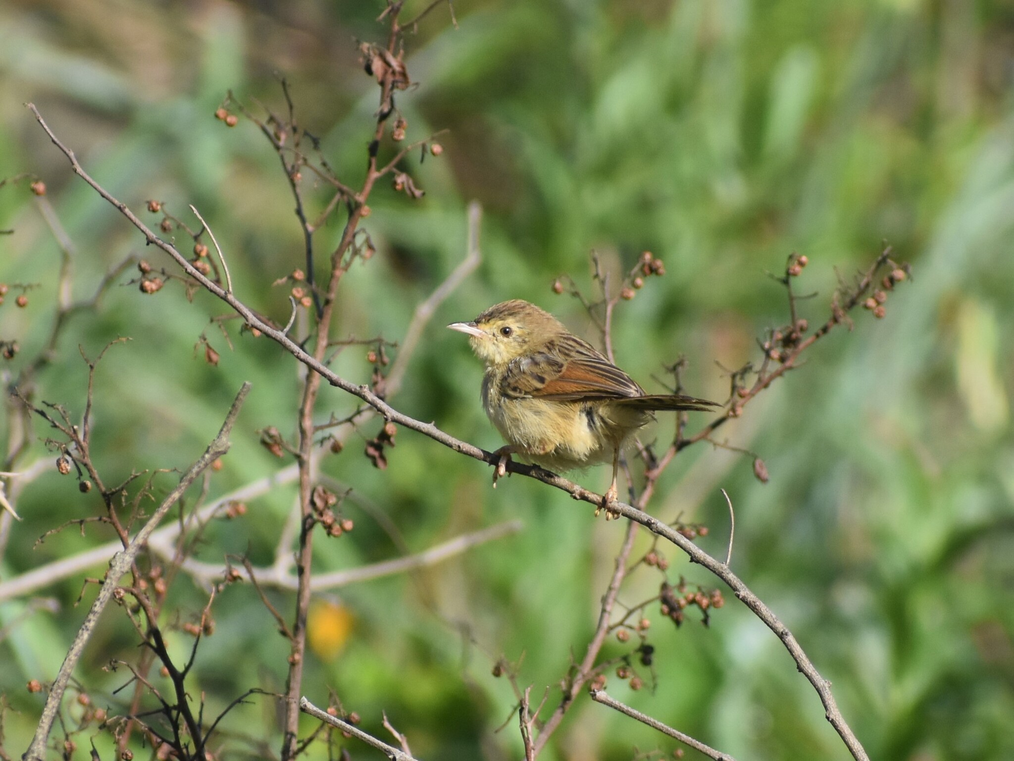 Wailing Cisticola (Cisticola lais), photo 4