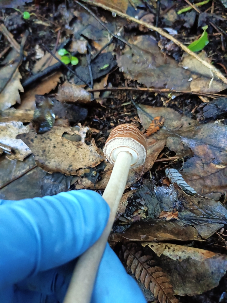 Macrolepiota clelandii · April 2025 · photo: © thomas2796 (iNaturalist, cc0)