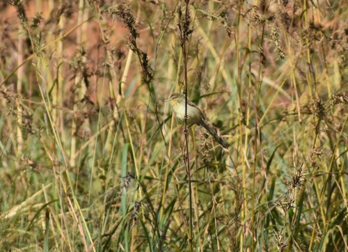 Drakensberg Prinia (Prinia hypoxantha), photo 10