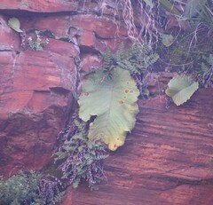 (c) Justin Ponder, some rights reserved (CC BY) Streptocarpus dunnii, photograph (c) Justin Ponder, some rights reserved (CC BY)