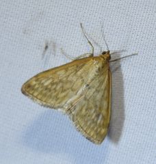Ostrinia nubilalis