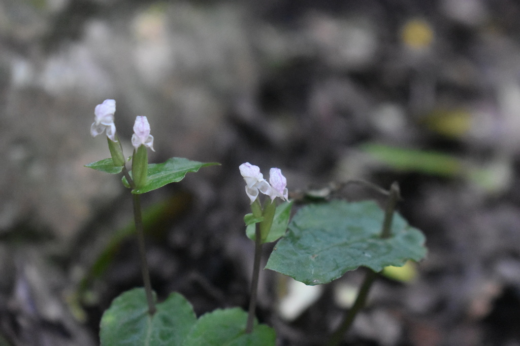 Disperis micrantha