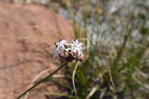Image of Nerine rehmannii by (c) Justin Ponder, some rights reserved (CC BY)
