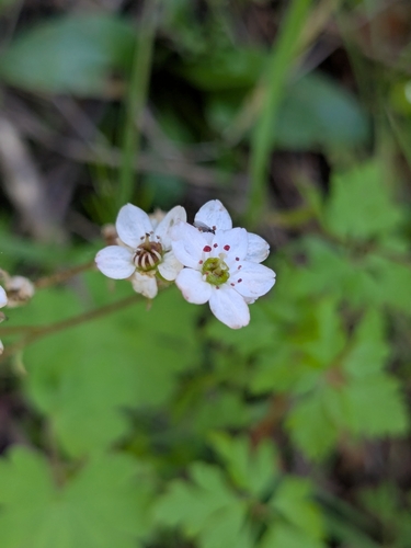 Image of Micranthes californica by (c) P Holroyd, some rights reserved (CC BY)