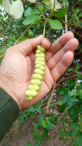 Maerua oblongifolia