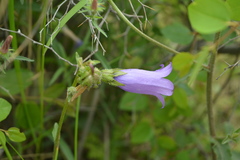 Campanula komarovii