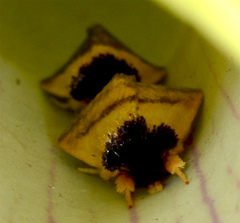 Exyra semicrocea