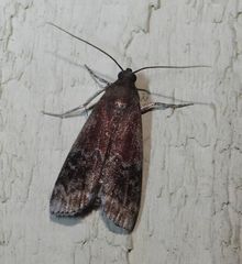 Euzophera ostricolorella